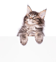 Image showing Maine Coon kitten with blank