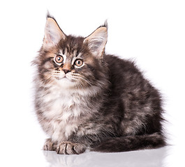 Image showing Maine Coon kitten on white