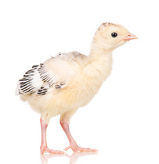 Image showing Little chicken turkey