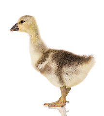 Image showing Cute newborn gosling