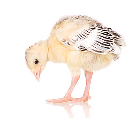 Image showing Little chicken turkey