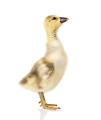 Image showing Cute newborn gosling