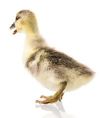 Image showing Cute newborn gosling