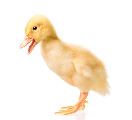 Image showing Cute newborn duckling