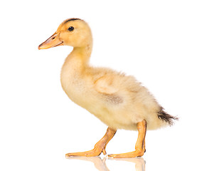 Image showing Cute newborn duckling