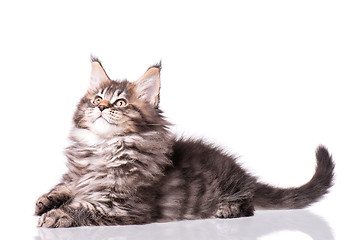 Image showing Maine Coon kitten on white