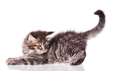 Image showing Maine Coon kitten on white