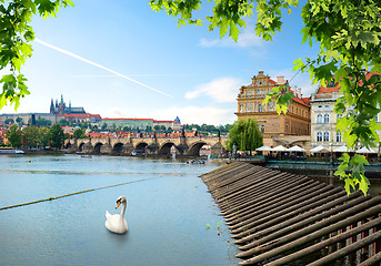 Image showing Swan near Charles bridge