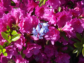 Image showing Pink Rhododendrons and Blue Bells