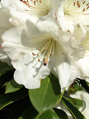 Image showing White Rhododendron