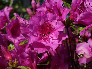 Image showing Pink Rhododendron Flowers