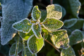 Image showing Frozen leaves with frost