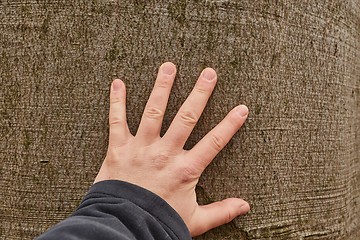 Image showing Tree Trunk Closeup