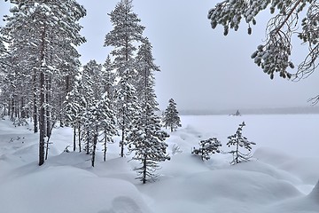 Image showing Winter Snowy Landscape