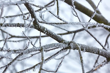 Image showing Icy Frosted Branches