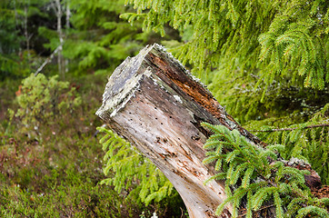 Image showing Old rotten tree stump