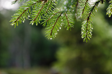 Image showing Fresh spruce twig with droplets