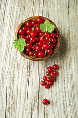 Image showing Red currant berries