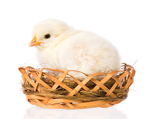 Image showing Newborn chicken on white background