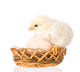 Image showing Newborn chicken on white background