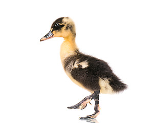 Image showing Cute newborn duckling