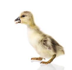 Image showing Cute newborn gosling