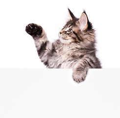 Image showing Maine Coon kitten with blank