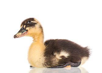 Image showing Cute newborn duckling