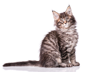 Image showing Maine Coon kitten on white