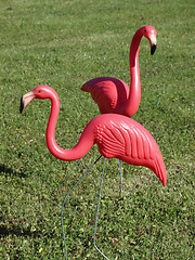 Image showing Two Pink Flamingos