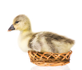 Image showing Cute newborn gosling