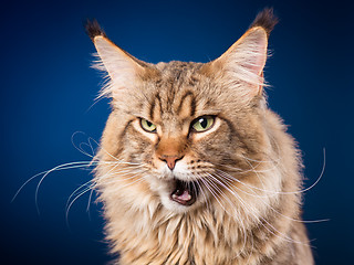 Image showing Portrait of Maine Coon cat