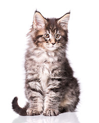 Image showing Maine Coon kitten on white