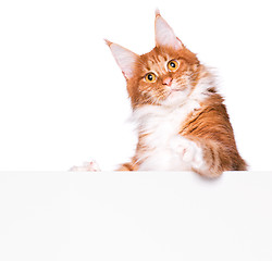 Image showing Maine Coon cat with blank