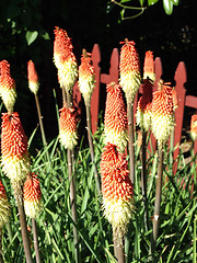 Image showing Torch Lilies