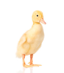 Image showing Cute newborn duckling