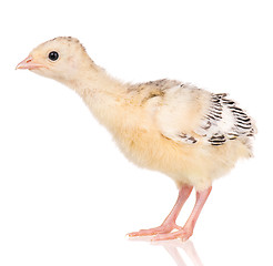 Image showing Little chicken turkey