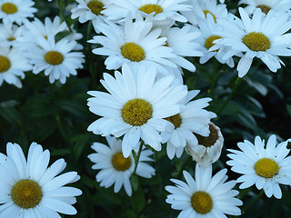 Image showing Daisy Mix