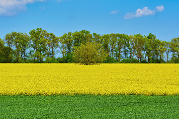 Image showing Field of Colza and Wheat