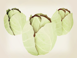 Image showing green cabbage isolated on white background. 3d illustration. Vin