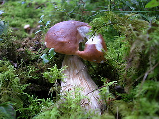 Image showing Fungi