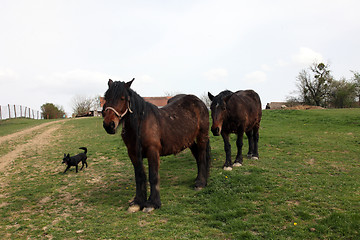 Image showing Horse Grazing on Farmland