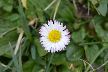 Image showing Common daisy