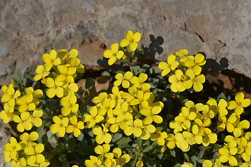 Image showing Croatian endemic plant