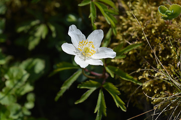 Image showing White Christmas rose