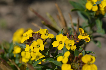 Image showing Alpine Wallflower