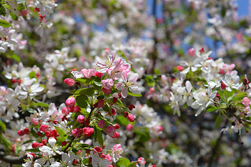 Image showing Japanese flowering crabapple