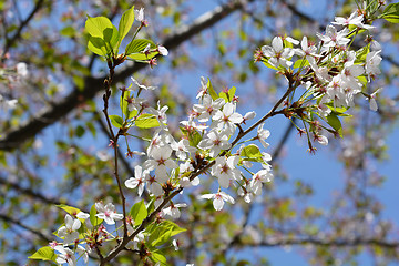 Image showing Yoshino Cherry