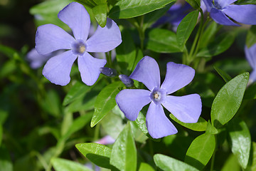 Image showing Common periwinkle