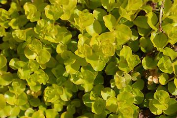 Image showing Golden creeping Jenny